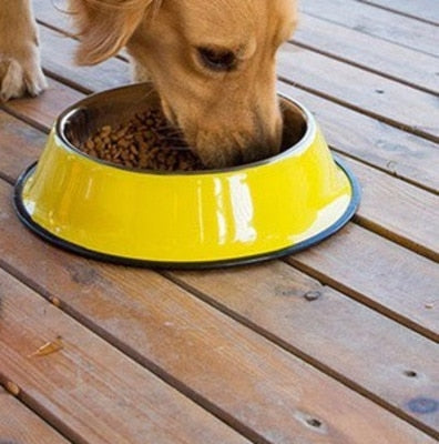 Colorful Dog Bowl